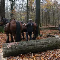 débardage dans une forêt avec un cheval
