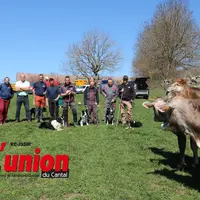 Des vaches et des personnes avec à leurs pieds des chiens.