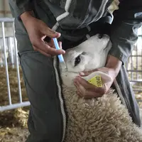 vaccination ovin