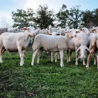 brebis bmc dans un près