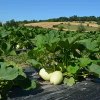 courges spaghetti dans un champs dans le puy de dôme