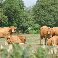 vaches de races limousines dans un pré.
