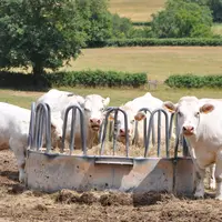 troupeau de vaches charolaises dans un pré.