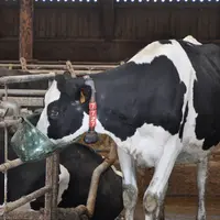 vache laitière de race prim'holstein dans un bâtiment d'élevage.