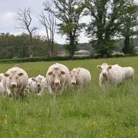 vaches charolaises dans un pré.