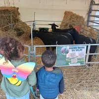 Enfants devant mini-ferme