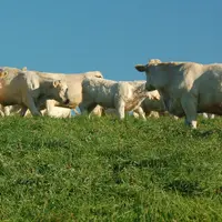 vaches charolaises au pré