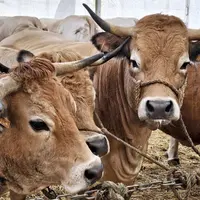La foire grasse de Langogne