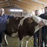 Sicile et ses éleveurs, qui participent pour la première fois au concours des Miss laitières