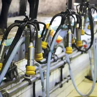 Dans une salle de traite