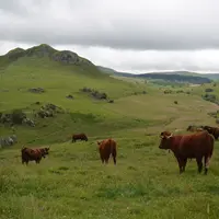 salers dans un près dans le Cézallier Puy de Dôme