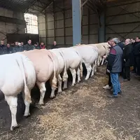 le jury observe des bovins alignés