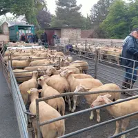 des lots de moutons