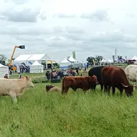 des bovins au Salon de l'herbe