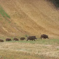 Sangliers dans un champ de céréales après récolte.