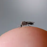 Les culicoïdes sont des insectes diptères de la famille des Ceratopogonidae. Ce sont des moucherons de petite taille (1 à 3 mm) qui volent en essaims.