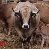 Vache aubrac qui allaite son petit veau.