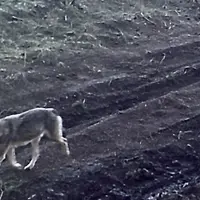 le couple de loup corréziens