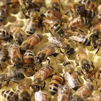 Les abeilles dans leur ruche
