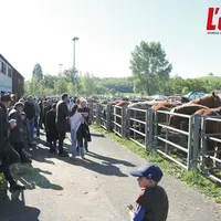 Chevaux dans des box