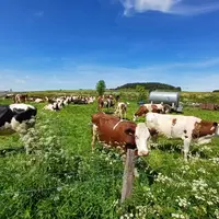 Vaches au pré