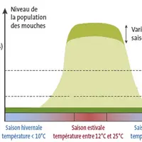 La capacité de multiplication des mouches étant considérable, une fois déclenché, le processus d’infestation est exponentiel. La réussite du plan de g