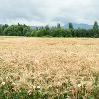 champs de blé