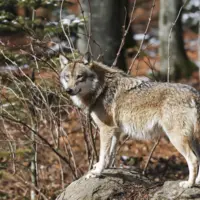 loup