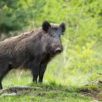 sanglier dans la nature