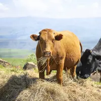 vaches en train de manger