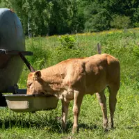 veau en train de boire