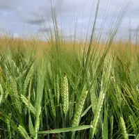 orge