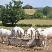 vaches dans un pré avec des fourrages.