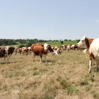 Même en altitude, l'herbe est déjà sèche à la mi-juillet.