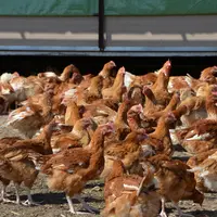 Auvergne-Rhône-Alpes est la quatrième région productrice de volailles de chair.