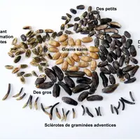 Les différentes catégories de sclérotes.