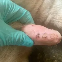 Les lésions même cicatrisées restent douloureuses pour l'animal.