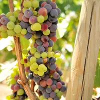 Les vignes du Puy-de-Dôme entame leur véraison, sans problématique sanitaire, ni de sécheresse pour l'instant.