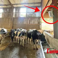 vaches dans une stabulation équipée d'un capteur