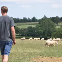 homme au milieu d'un pré avec des moutons.