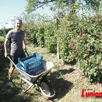 Un homme pousse une brouette entre les framboisiers.