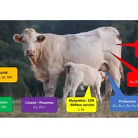 Les oligoéléments jouent un rôle essentiel dans la santé des animaux et leurs performances zootechniques.