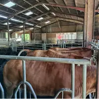 Stigmates sur des vaches atteintes par des grêlons