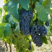 grappes de raisins dans l'aoc côtes d'auvergne