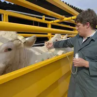 Le ministère de l'Agriculture recommande à tous les éleveurs de ruminants de vacciner leurs animaux pour limiter l'expansion de la maladie.