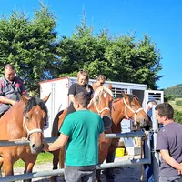 Avant chaque concours, les éleveurs bichonnent leurs juments et pouliches comme ici aux Estables.