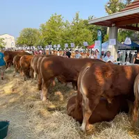 Le 48e comice agricole de Dun-le-Palestel a une nouvelle fois attiré éleveurs, passionnés et visiteurs.