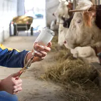 Vacciner contre la FCO3 et la MHE.