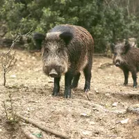 L’arrêté préfectoral offre plusieurs possibilités aux chasseurs pour intervenir avant l’ouverture générale, face aux dégâts causés par les sangliers.