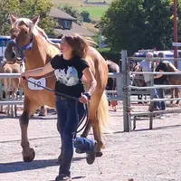 Ce dimanche à Araules , Lauriane Ludon-Portal présentera l'une des 2 juments en concours aux Estables.
